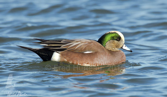 Male American Wigeon