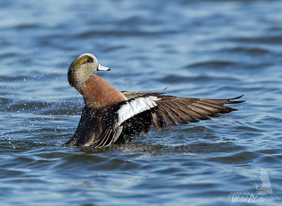 male American Wigeon