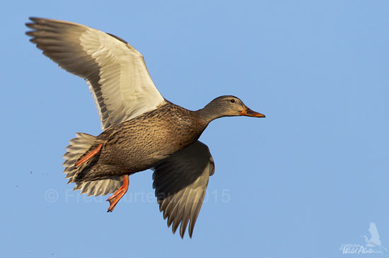 Mallard hen banking