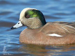 American Wigeon drake