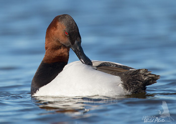 Canvasback drake