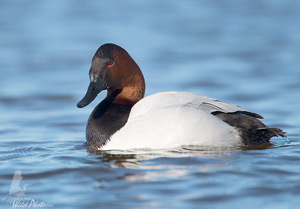 Canvasback drake