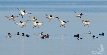 A flight of Scaup landing