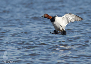 Canvasback drake