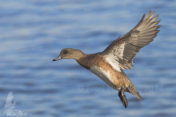 American Wigeon hen