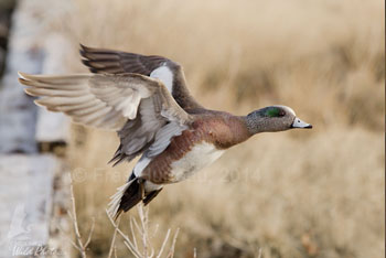 American Wigeon drake