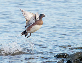 American Wigeon drake