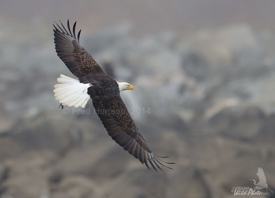 Bald Eagle with fish