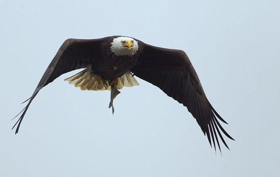 Bald Eagle with fish