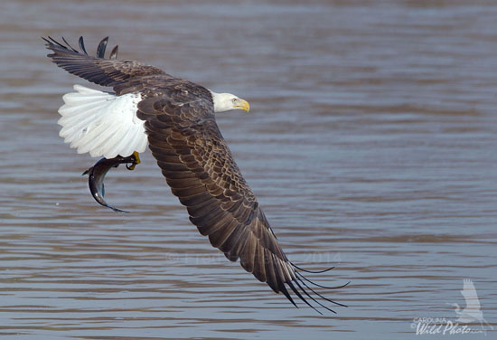 Bald Eagle with fish