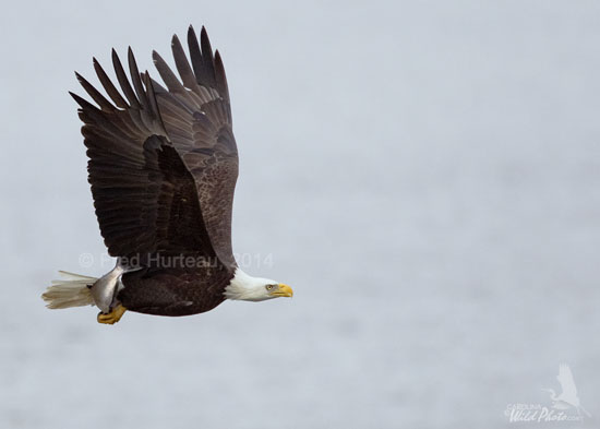 Bald Eagle with fish