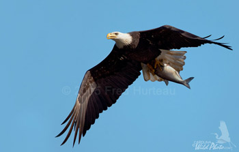 bald eagle with fish