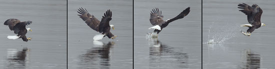Bald Eagle catches fish