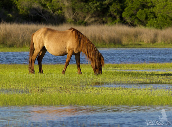 wild horse at Rachel Carson reserve, Beaufort