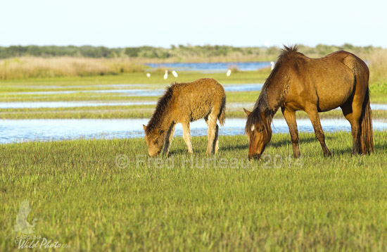This fuzzy colt followed mom around much of the time