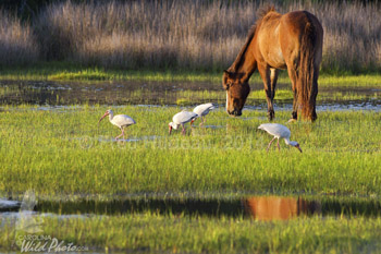 wild horse at Rachel Carson reserve, Beaufort