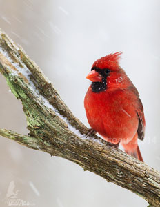 Male Cardinal