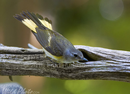 Female American Redstart