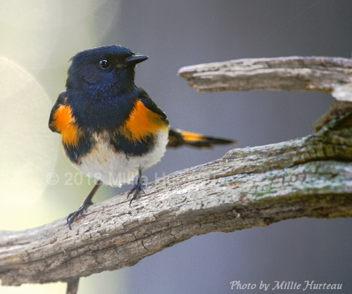 Male American Redstart