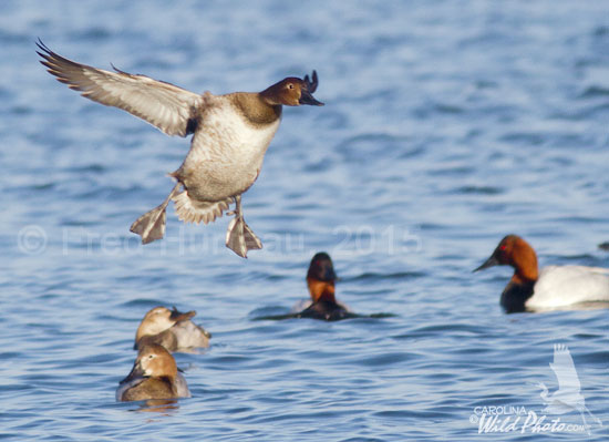 Canvasback hen on final approach