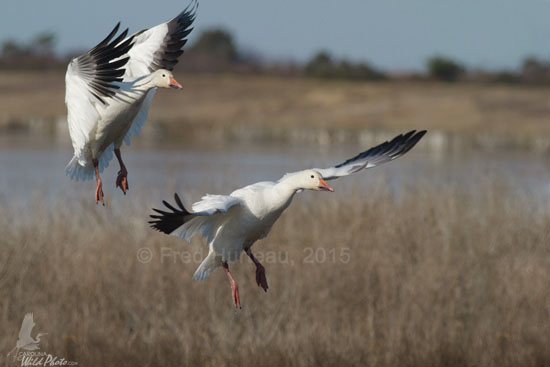 Snow Geese