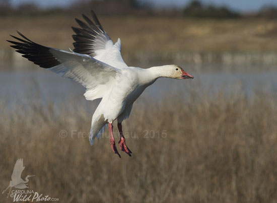 Snow Geese