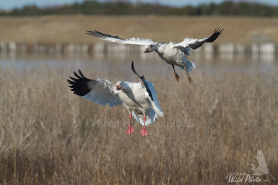 Snow Geese