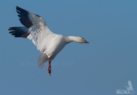 Snow Geese