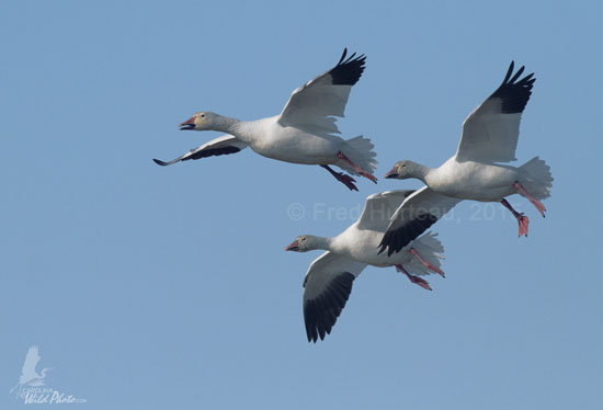 Snow Geese