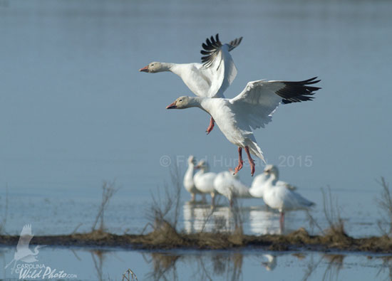 Snow Geese