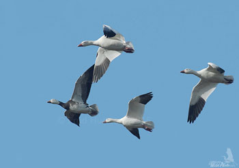 Snow Geese