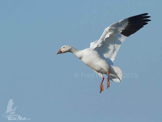 Snow Geese