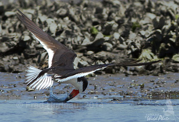 Black Skimmer at Rachel Carson reserve