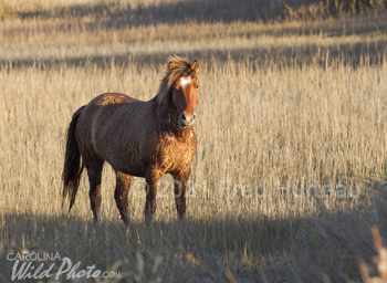 Stallion among the trees