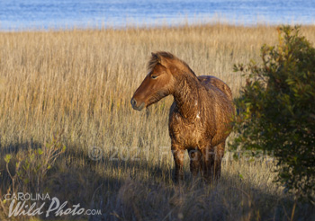 Watchful stallion