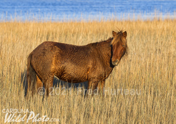 Two mares