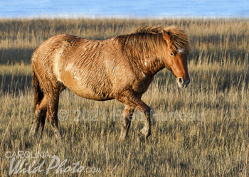 Stallion in the grasses