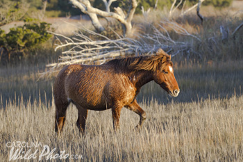 Stallion on the move