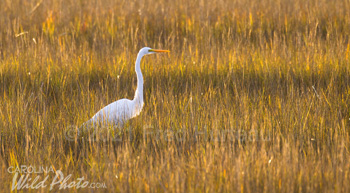 A Great Egret in a sea of golden grass