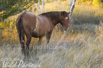 Stallion among the trees