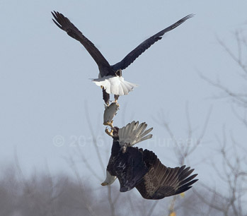 bald eagle stealing fish