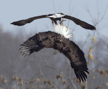 bald eagle stealing fish