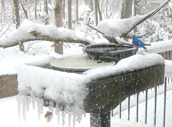 birdbath in snow and ice