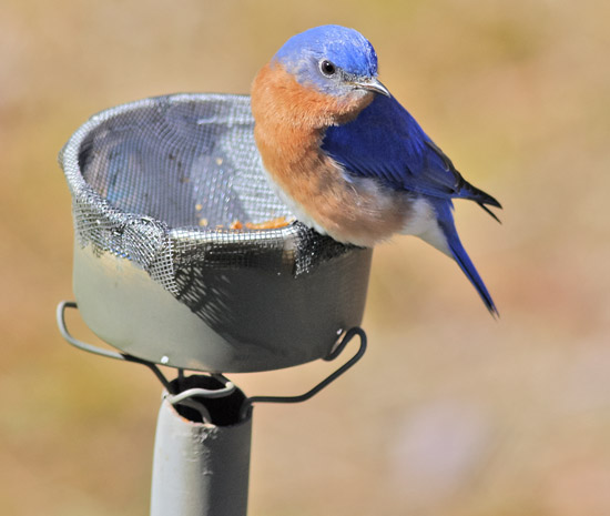 bluebird meal worm feeder