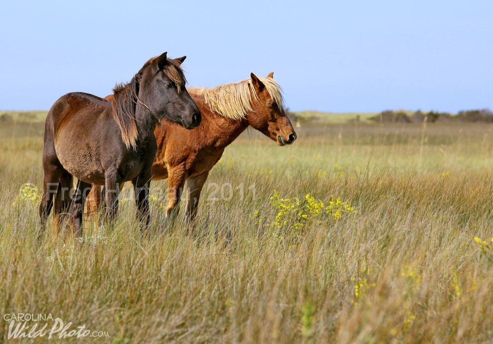 Carolina Wild Photo Equipment Notes